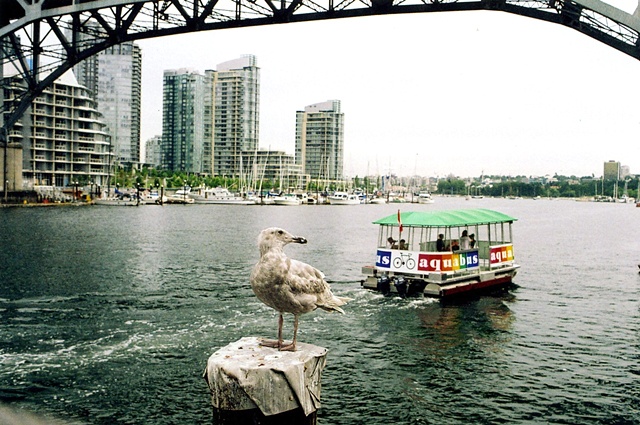 Vancouver seagull