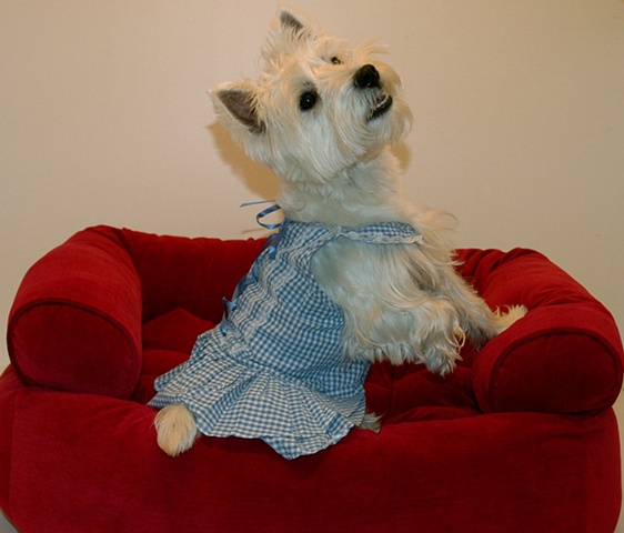 Hyde Bark sells dog clothes, as modeled by Zoe