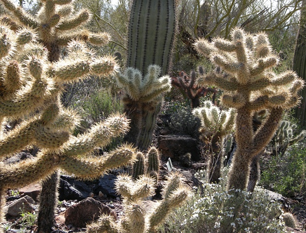 Walking Cacti in Arizona