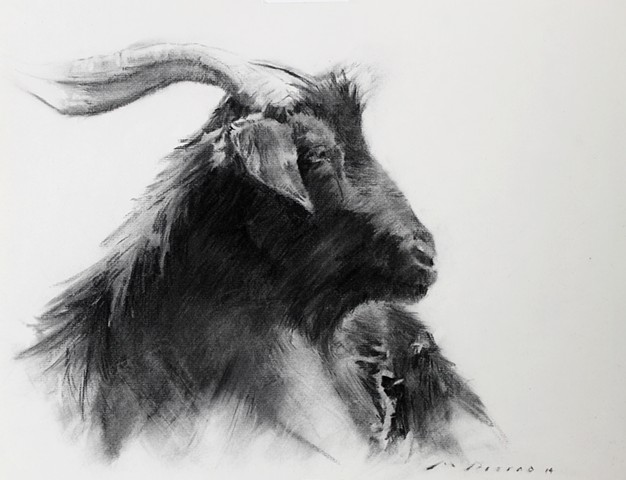 Marcus Pierno Goat Walter