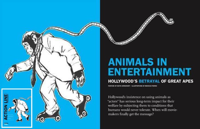 Animals In Entertainment: Hollywood's Betrayal of Great Apes
