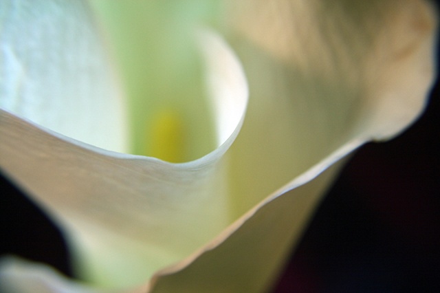 Zantedeschia aethiopica, Lily of the Nile, Calla lily, Easter lily, Arum lily, Varkoor, Belinda Grace Photography, Botanical Fine art, Flora, Flowers, Quad Cities, Moline Illinois, Bucktown Center for the Arts, MidCoast Fine Arts, The ARTery