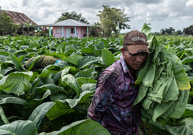 Worker Harvesting Tobacco