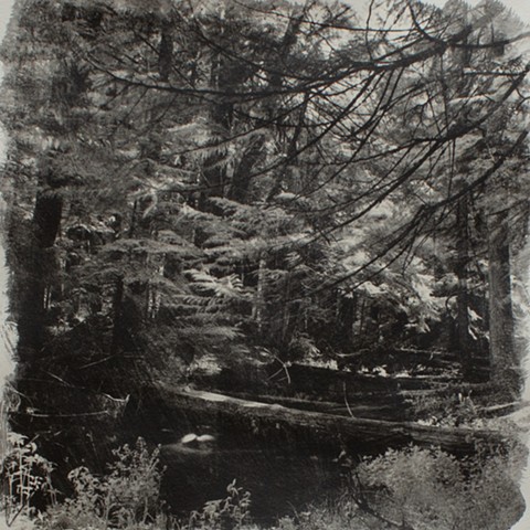 Old Growth 2