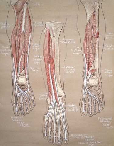 lower leg and foot study