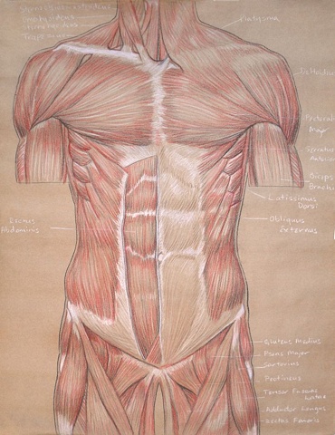 chest and abdomen study