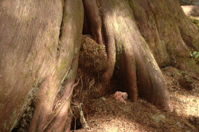 Cedar Root