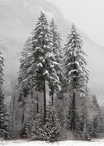 Pemberton - Douglas-fir in snow