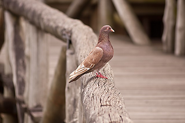 pigeon, brown, nature, browns