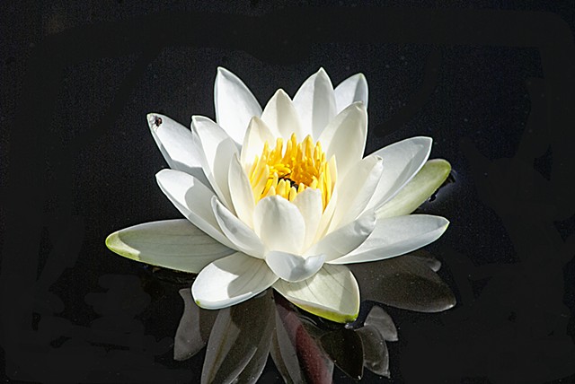 nature, flowers, water lily, pond