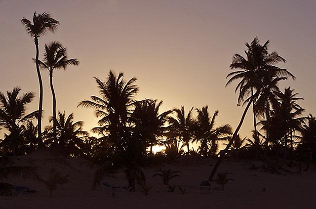 Palm trees, beach, sunset
