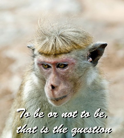 monkey, proverb, nature, saying