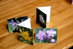 Greeting cards, orchid, flower