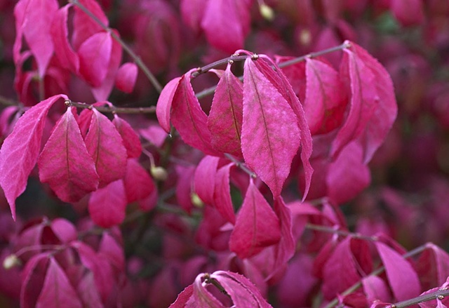 Fall Colours
(Unidentified garden shrub)
