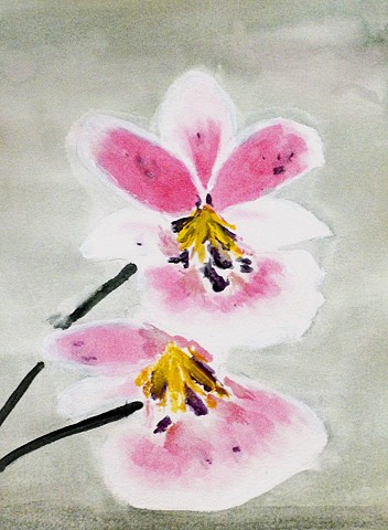 orchid, flower, water colour