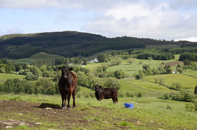 farm, cows, landscape, scotland