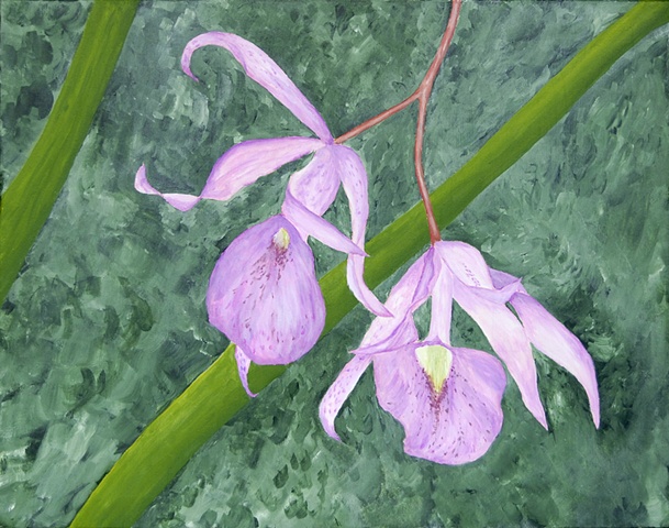 Flower, laelia orchid
