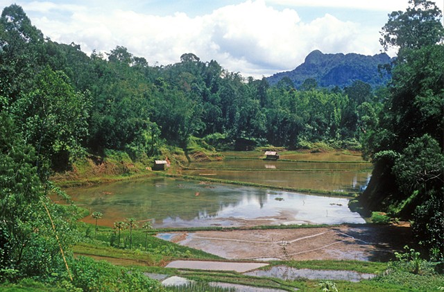 Indonesia - Rice field