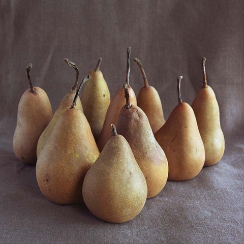 Pear Clan