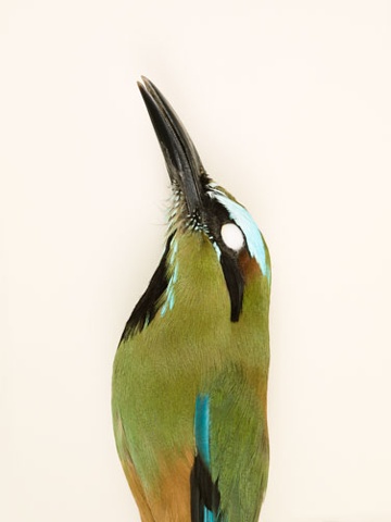 bird turquoise browed motmot photography danielmortensen art artphotography