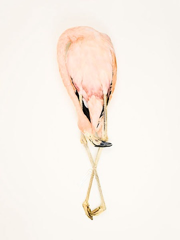bird flamingo photography danielmortensen art artphotography