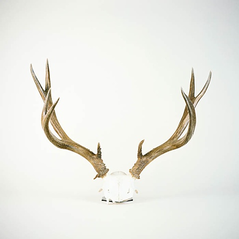 Antlers No. 1
