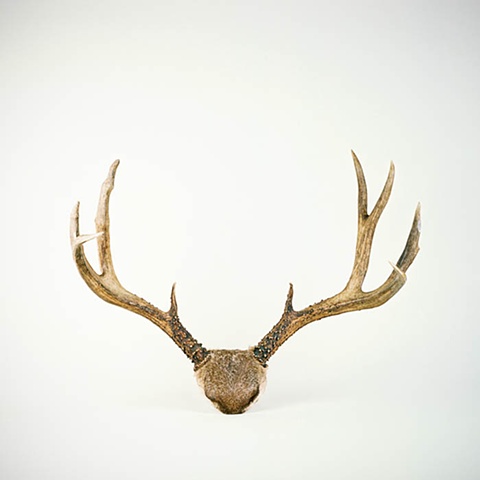 Antlers No. 3