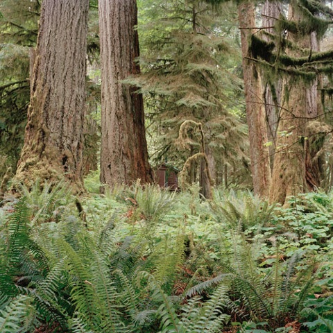 mansinfringmentofnature nature redwoods canada vancouverisland photography danielmortensen daniel mortensen art artphotography