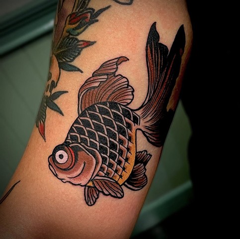 A small Japanese Fantail Goldfish