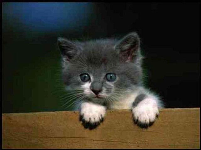 Pick-Me-Up Kitten, adorable kitten, kitten love, kitten in a box