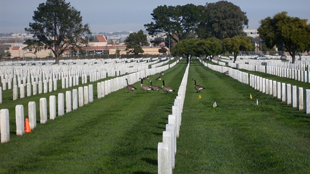 Wild geese visiting Golden Gate National Memorial Cemetary