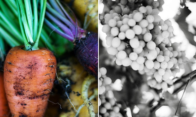Slowfood Project, Carrots and Grapes