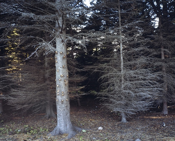 Trimmed Spruce, Near Iona's Beach 2002