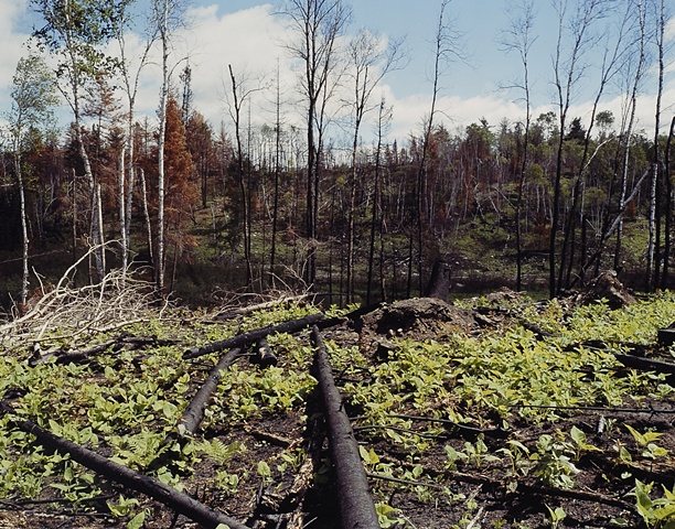 Last Spring's Fire, Near Elbow Lake, Minnesota 2000
