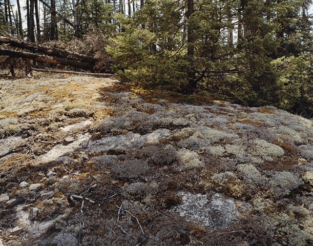 Lichen, U. S. Forest Service Road 1351, Gunflint Trail 2003