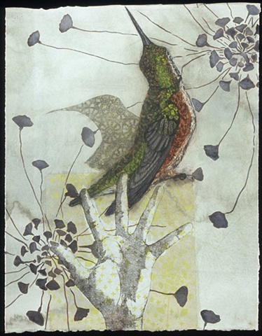 'The Hummingbird's Shadow'