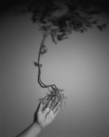 Untitled (Hand and Root)