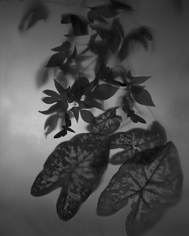 Untitled (Calladium Leaves and Moths)