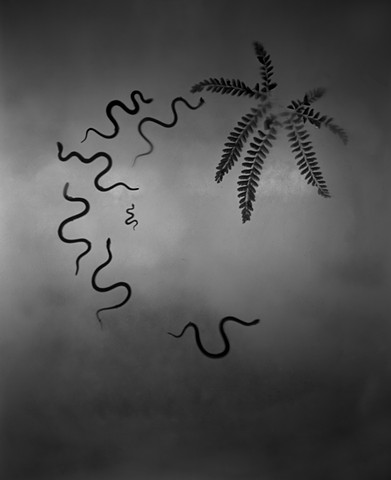 Untitled (Snakes and Fern)