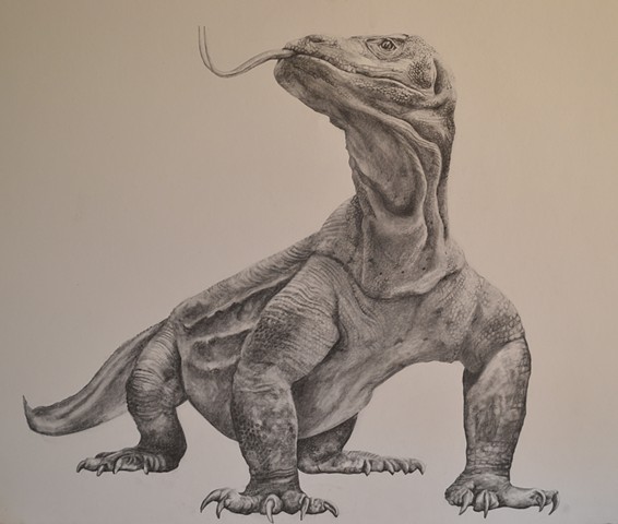 lizard (scientific Illustration at the Field Museum) 