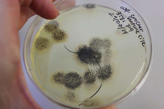 Biotextile VI, contamination