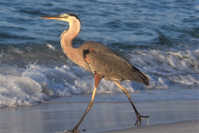 Great Blue Heron at Sunrise -Pensacola, FL