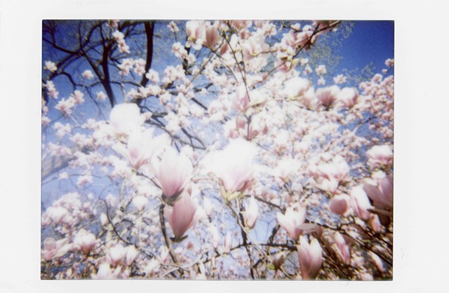 Central Park Spring Flowers