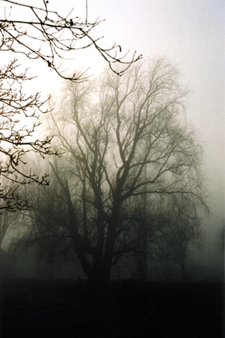 Trees in Mist #4