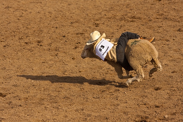 muttin bustin rodeo sheep rider 