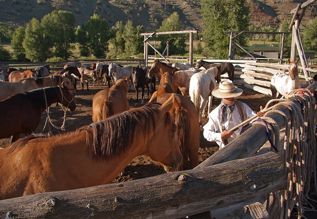 cowboy ranchhand dubois wyoming horses