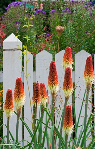 red flower spikes conservancy garden tour white fence denver colorado