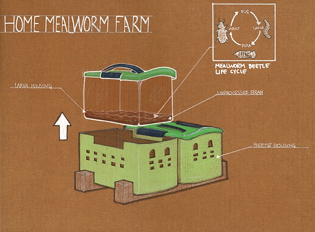 Mealworm Farm Drawing
