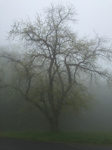 Tree In Spring Mountain Mist