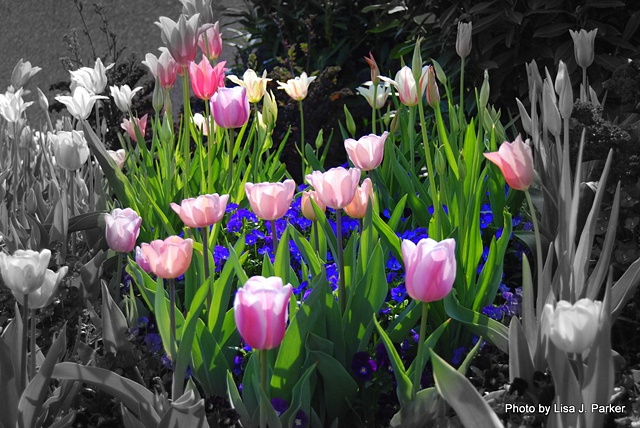 Tulips - Washington, D.C.